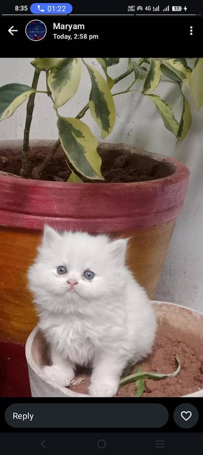 Persian kitten