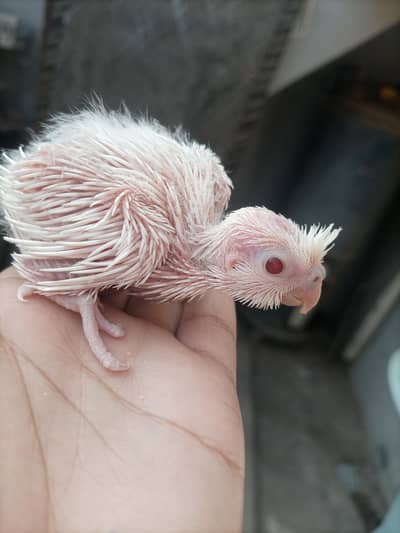 cockatiel chick for sale