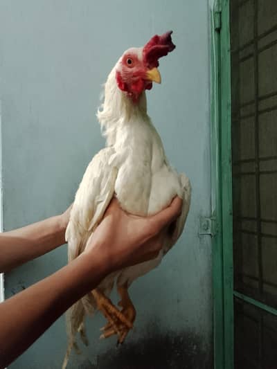 Anda dena wali murgi