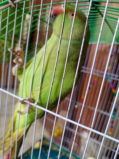 green ring neck patha