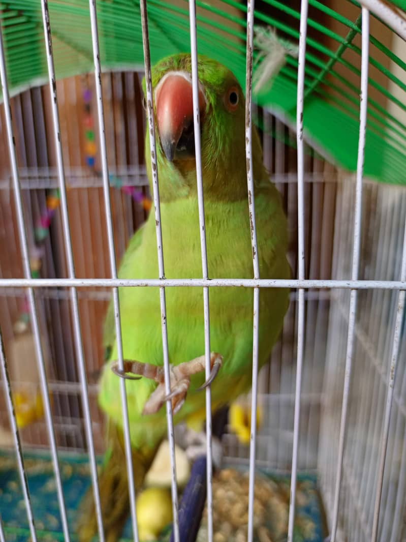 green ring neck patha 1