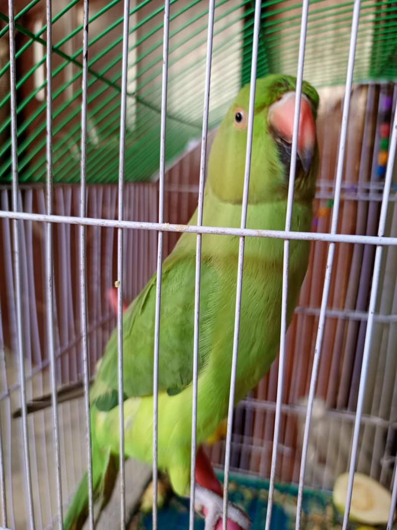 green ring neck patha 2