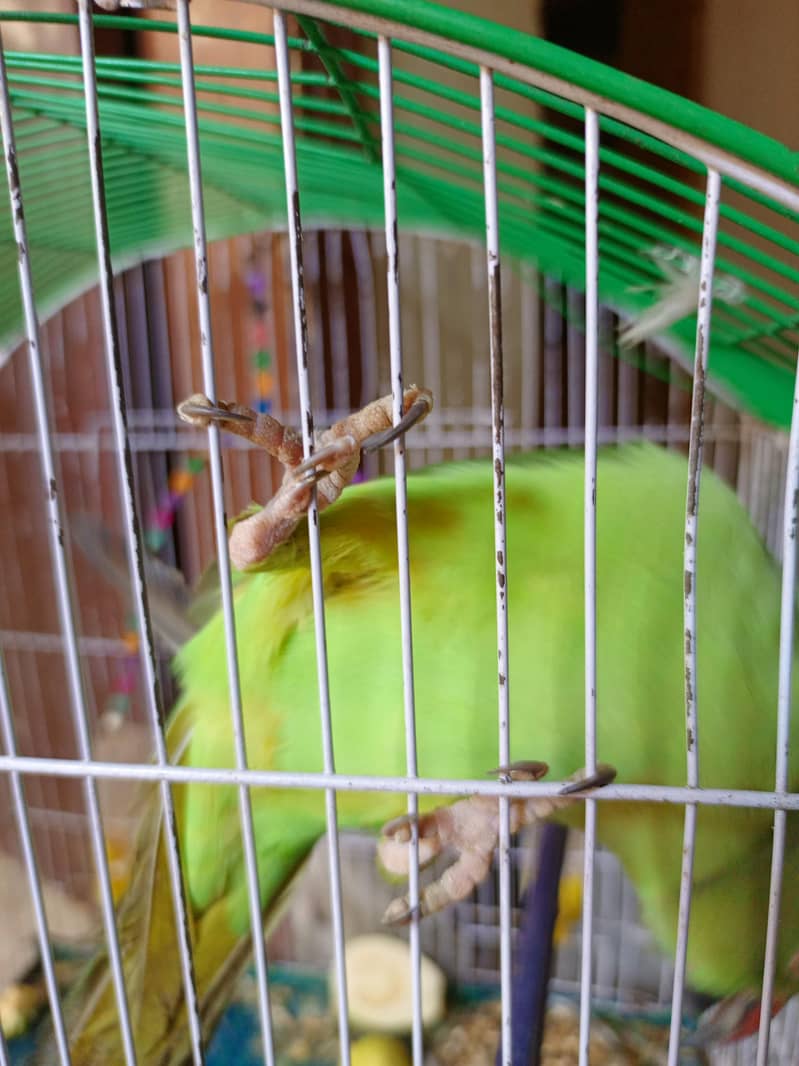 green ring neck patha 4