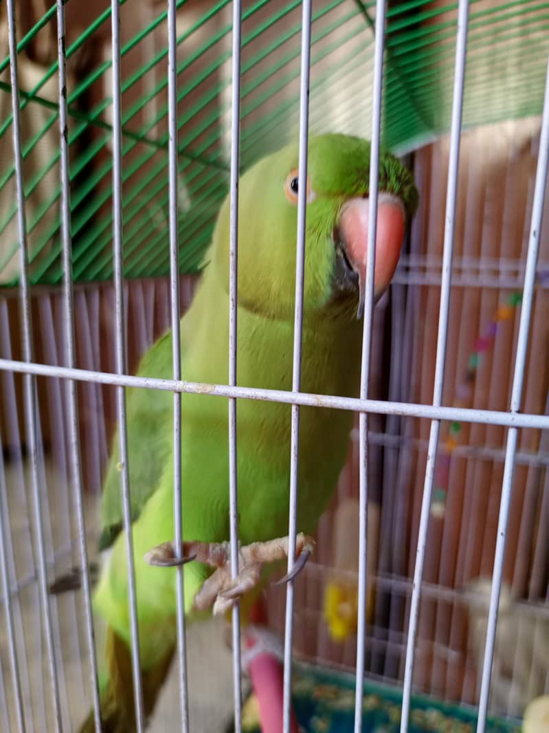 green ring neck patha 5