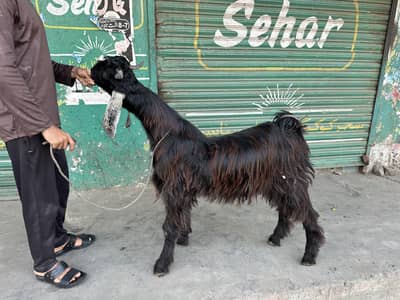 Pure Nachi Bakra