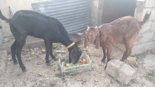 3 GOATS FOR SALE URGENT