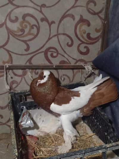 urgnt sal magpai females  h 2 .  black our red our white pair h