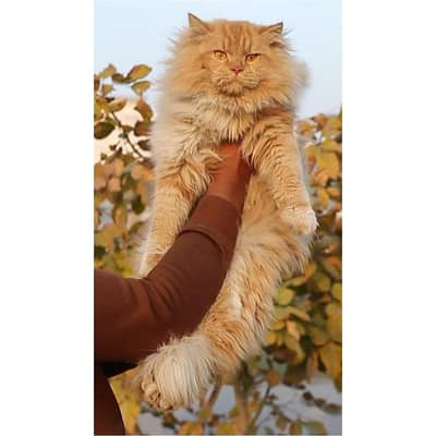male cat - tripple cote - persion cat - cat for sale