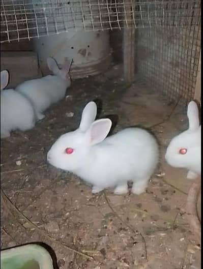 White Red eyes Bunnies For sale