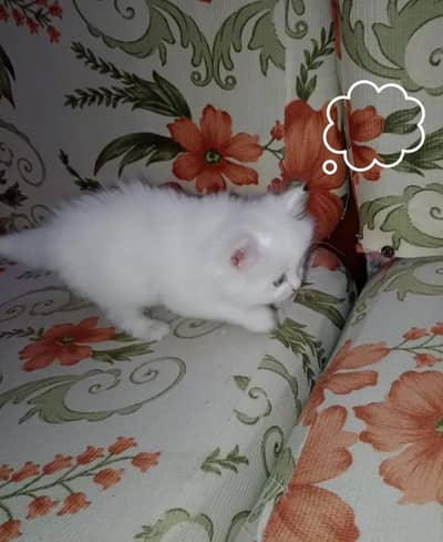 Persian kittens