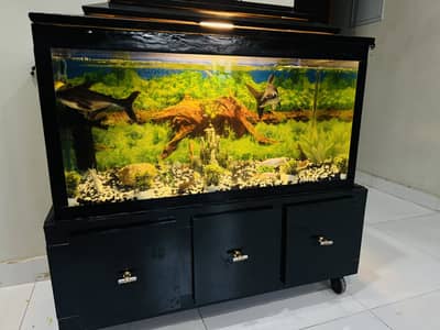 Fish tank with blueline shark pair