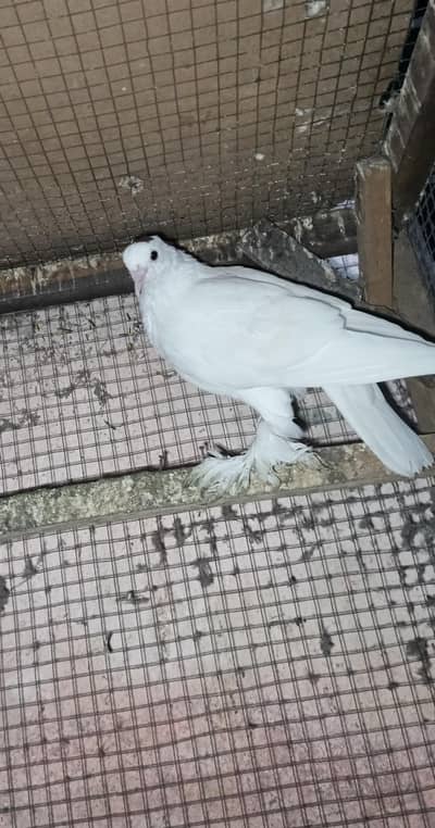 Sherazi & other fancy pigeon