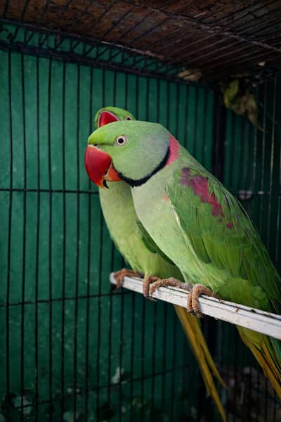Healthy & Beautiful Parrot For Sale – Friendly & Active