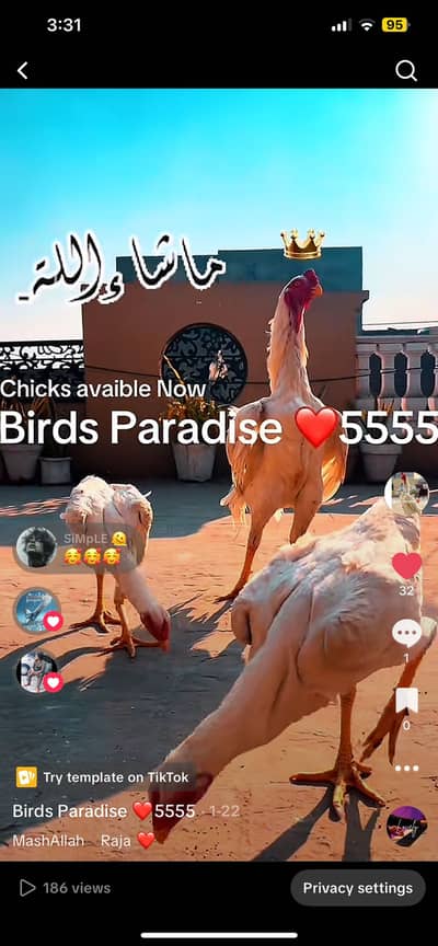 shamo | o shamo | white shamo| King size