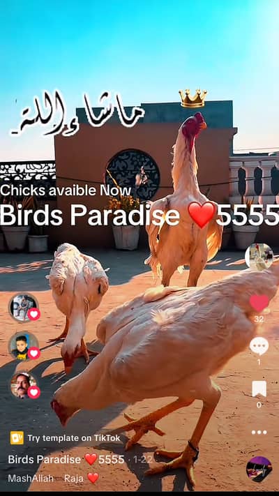 shamo | o shamo | white shamo| King size