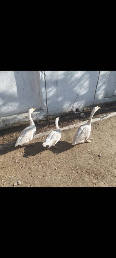 long neck white Ducks