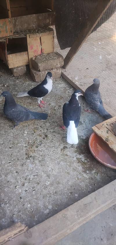 Pigeon 4 Piece Exchange With Aseel