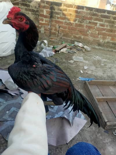 aseel valeti patha available with video