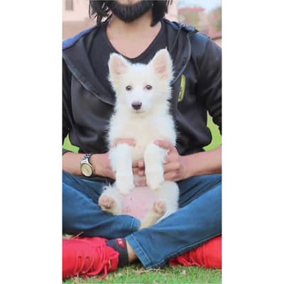 Russian dog - Female Dog