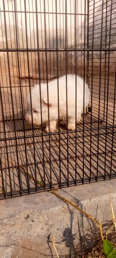 Russian puppies for sale