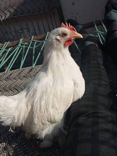 male available for sale