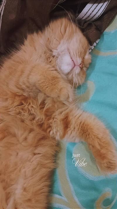 Cute 10-Month-Old Persian Cat – Female