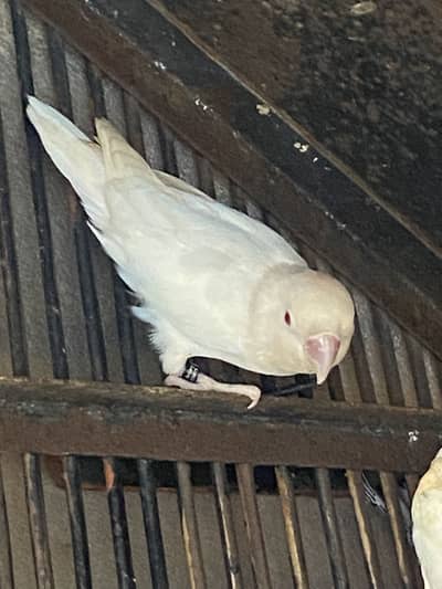 Assslamu alikum albino male red eye for sale price kum ho jai ga