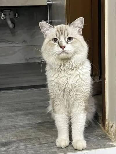 Ragdoll Male for sale