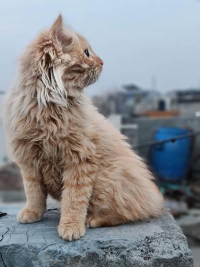 5 months kitten brown colour vaccinated (biofil) litter train