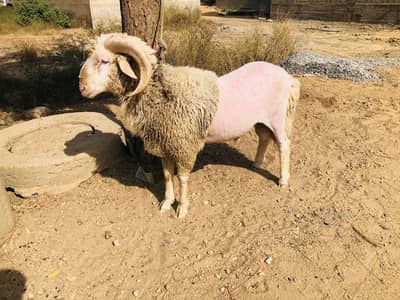 Long tail male for sale