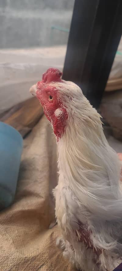 Heera Aseel breeder Male