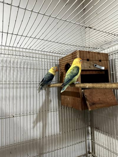 Parblue opaline 200% breeder Pair  Only