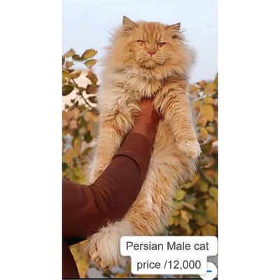 Male Cat- tripple cote - persion cat - cat for sale