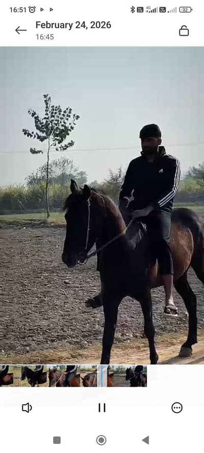 horse  dancer  چوگا اسییل all  good