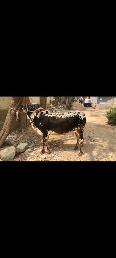 2 dant cow