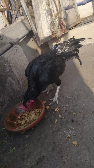 Mushka lasani touch breeder For Sale