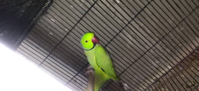 Green RingNeck Mitthu HaraTota