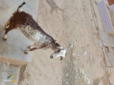 series passant 03152550770