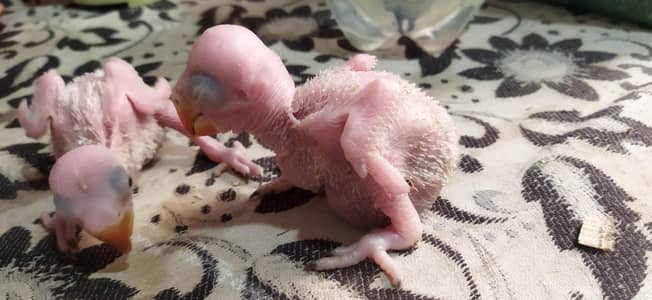 Pahari / Raw / Kashmiri  Parrot Baby