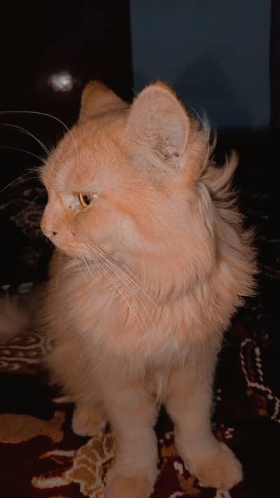 Pair of Double Coated vaccinated persian cats.