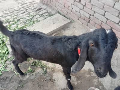 بکرا اچھاہے