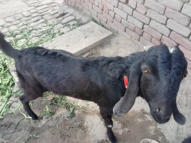 بکرا اچھاہے 0