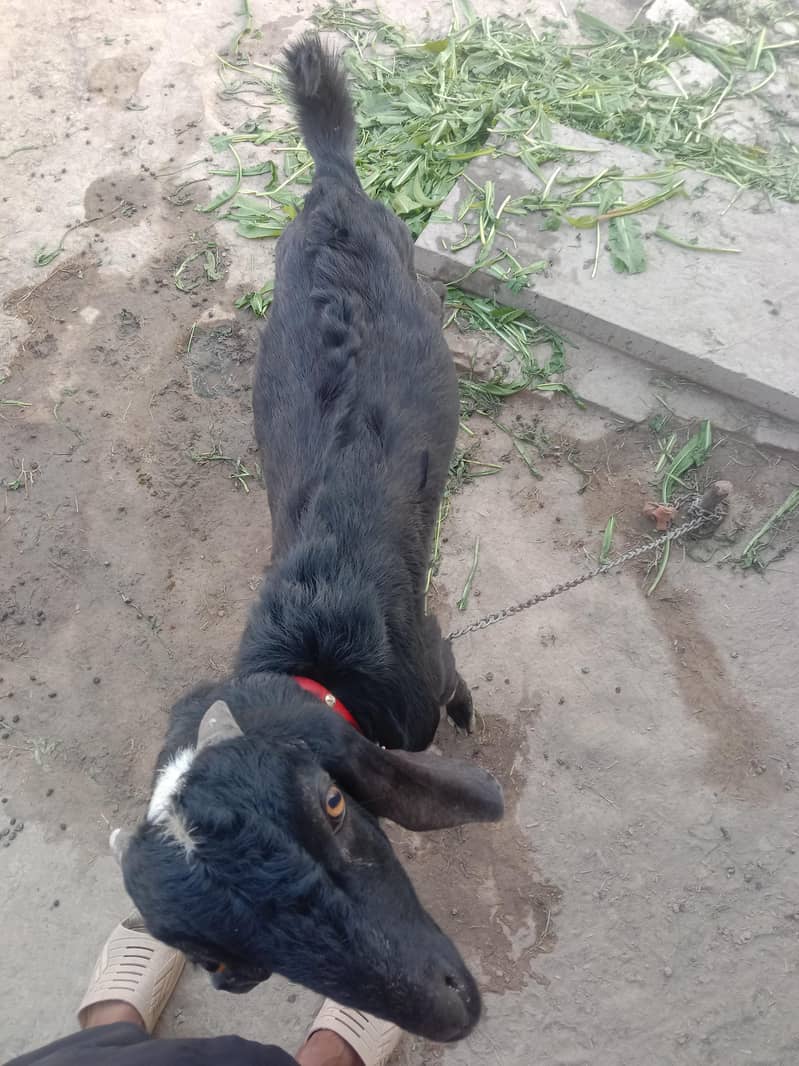 بکرا اچھاہے 1