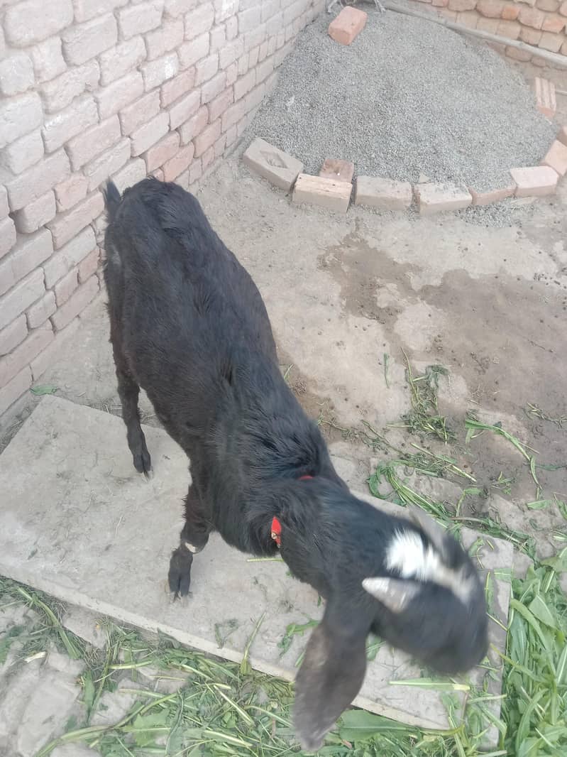 بکرا اچھاہے 3