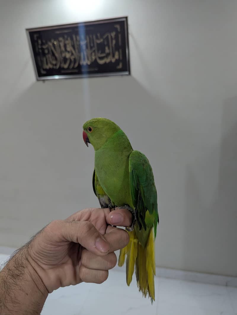 Green Ringneck Hand Temp 0