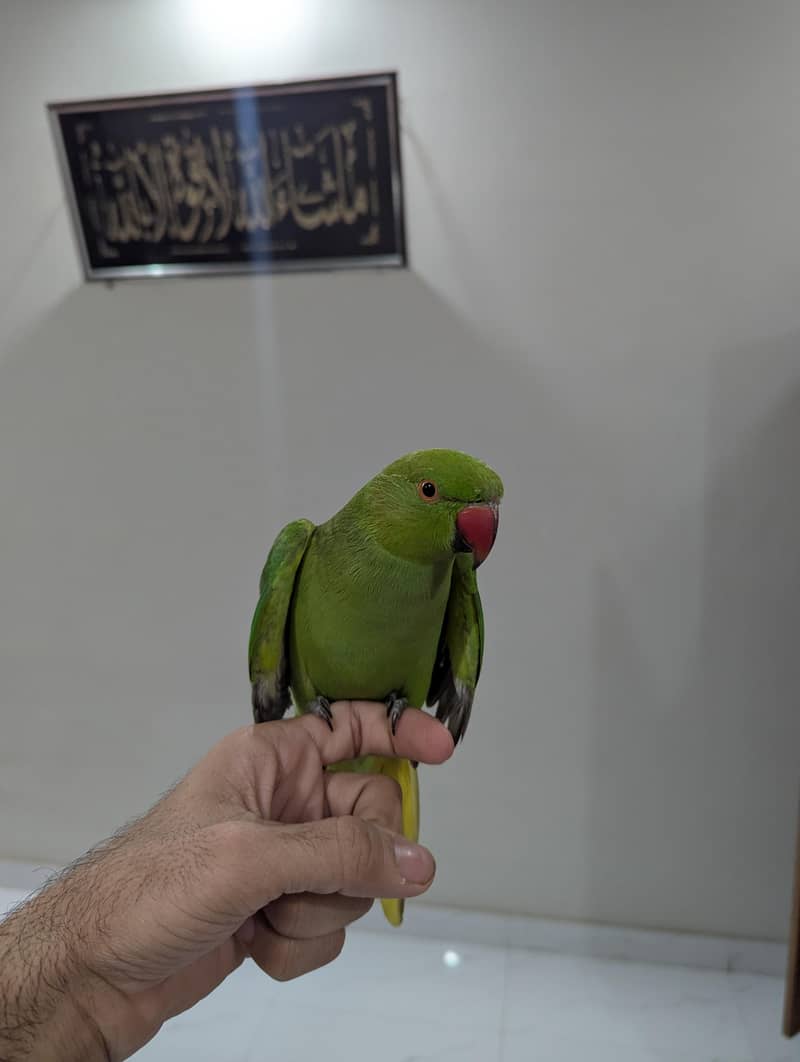 Green Ringneck Hand Temp 1