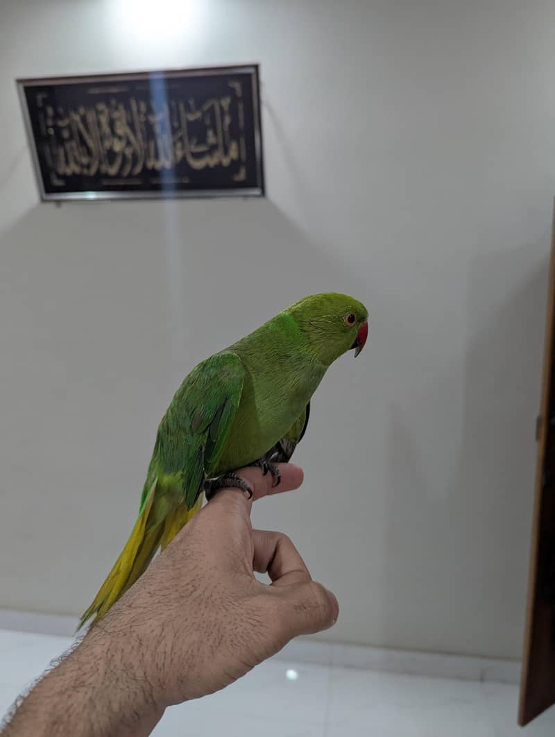 Green Ringneck Hand Temp 2
