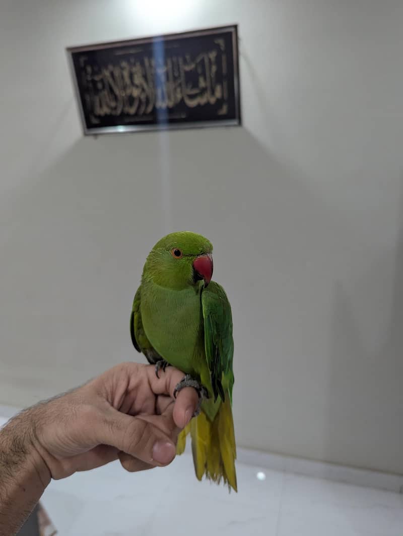 Green Ringneck Hand Temp 4