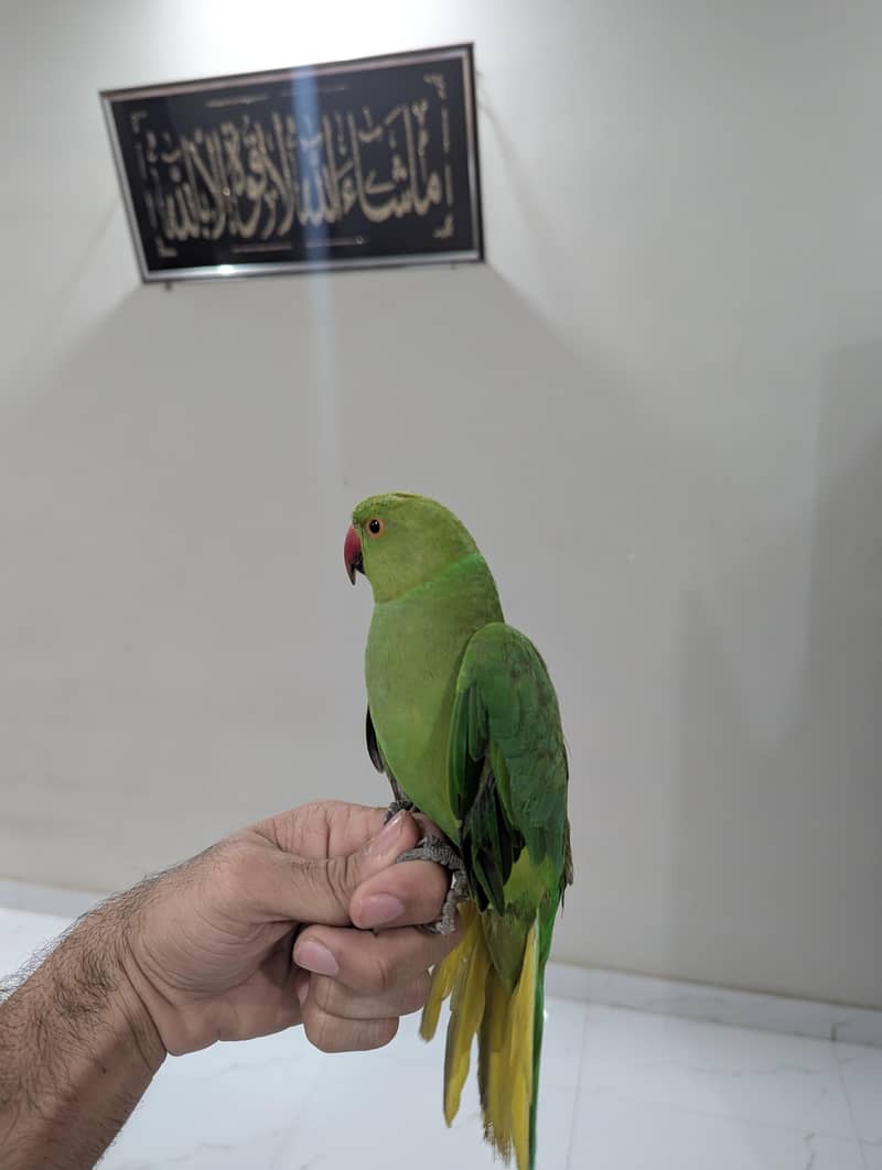 Green Ringneck Hand Temp 5