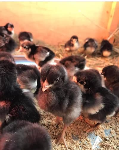 Australorp Chicks for sale